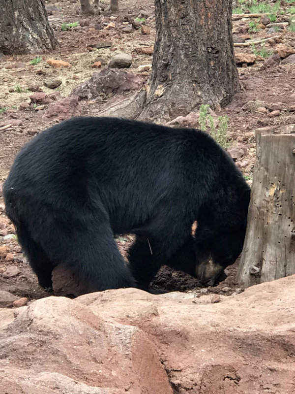 Black Bear