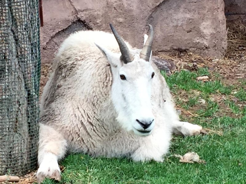 Mountain Goat