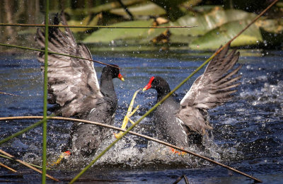 Fighting Gallinules