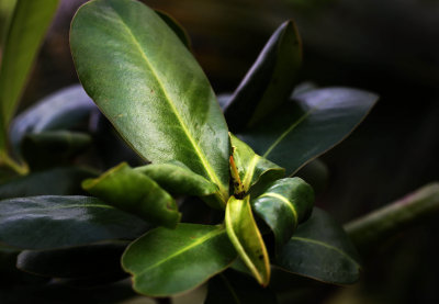 New Growth