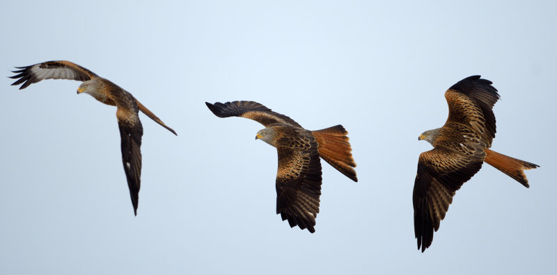 Glador (Milvus milvus) - Red Kites
