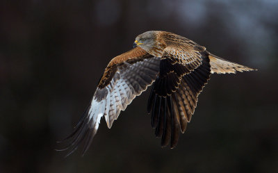 Glada (Milvus milvus) - Red Kite