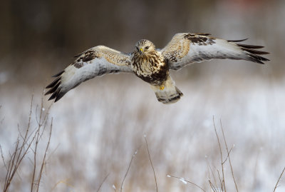 Rough-legged Buzzard