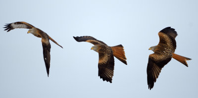 Glador (Milvus milvus) - Red Kites