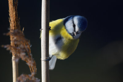 Blue Tit