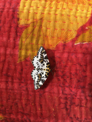 Another visitor, a Magpie Moth