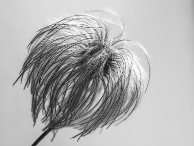 Seed head of Clematis Tangutica
