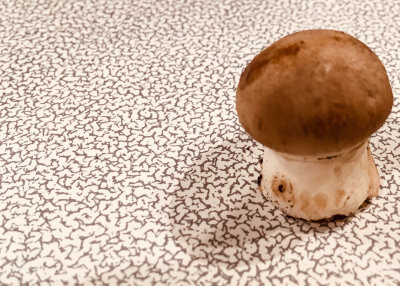 Small shroom