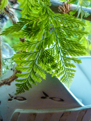 Fern and fish