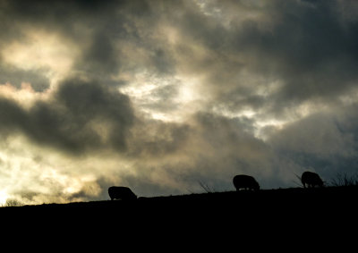 Morning sheep.
