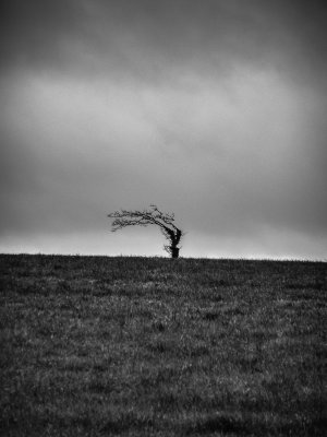 Devon tree