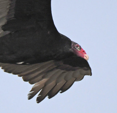 Turkey Vulture_5105.jpg
