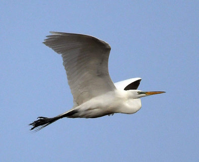 Egret_5115.jpg