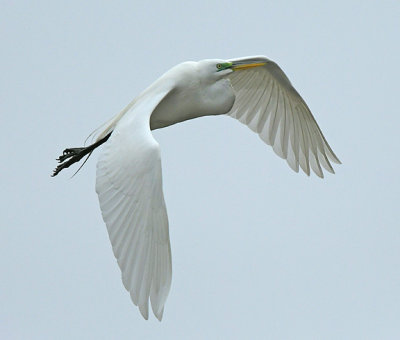 Egret_5816.jpg