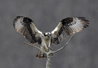 Osprey in the Rain_5779.jpg