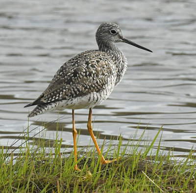 Yellow Legs_8218.jpg