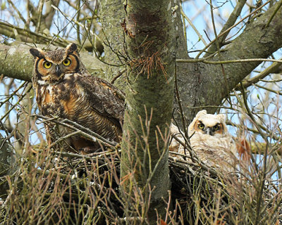 Great Horned Owl_9509.jpg