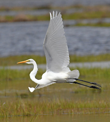 Egret Banking_0023.jpg