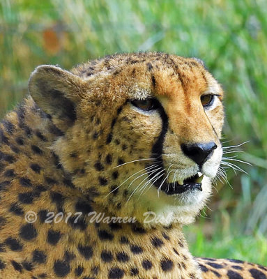 Cheetah_7890.jpg