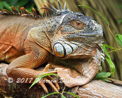 Iguana_7549.jpg