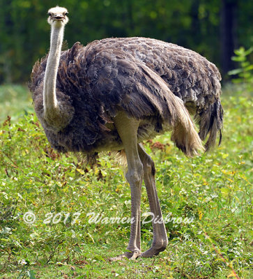 Ostrich_7698.jpg