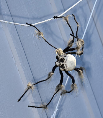 Spider_3380.jpg