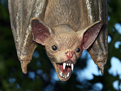 Vampire Bat_3412.jpg