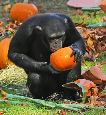 Chimp_0914.jpg