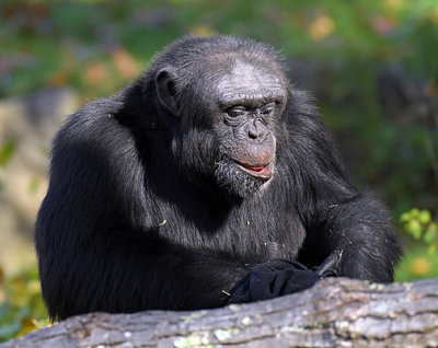 Chimp_0989.jpg