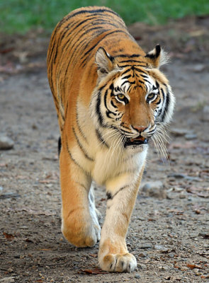 Tiger_0725.jpg