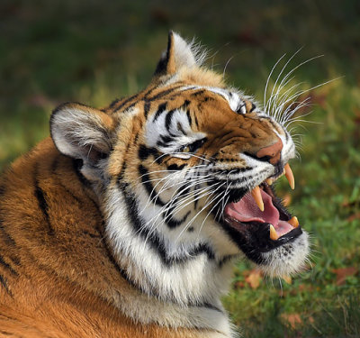 Tiger_1428.jpg