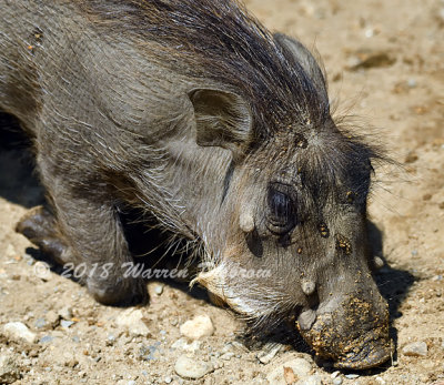 Southwicks Zoo 2018