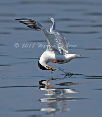 Terns