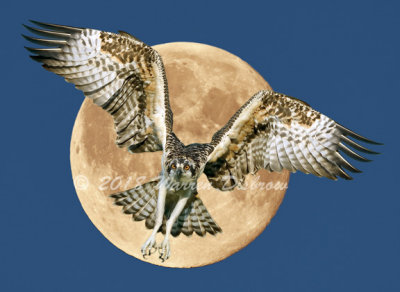 osprey_moon_2_net.jpg
