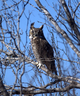 17texasbirds 130GreatHornedOwlzzzzzzzzzzzzzzz.jpg