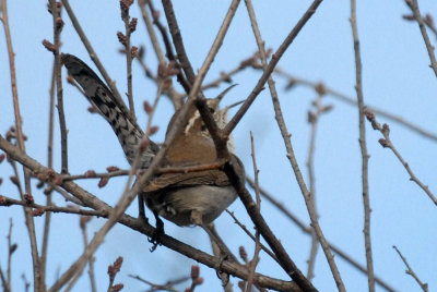 32natureuvalde 011bewickswren.jpg