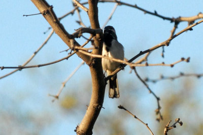 34nature 085blackthroatedsparrow.jpg