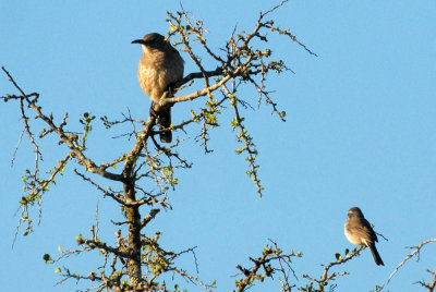 34nature 087curvebilledblackthroated.jpg