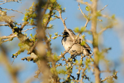 34nature 094blackthroatedsparrow.jpg