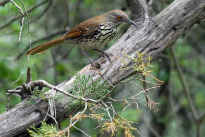 51neals2 063longbilled.jpg
