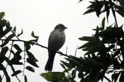 415neals 037Lark.jpg