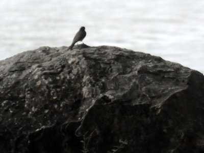 415neals 059EPhoebe.jpg