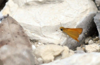 415neals 067orangeskipperling.jpg