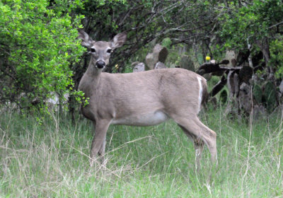 414neals 078deer.jpg