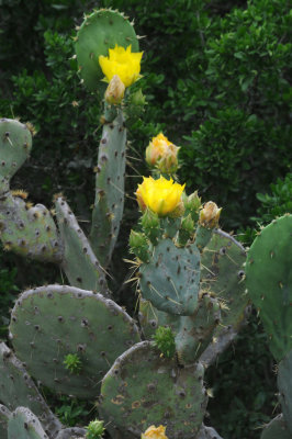 414neals 118cactus.jpg