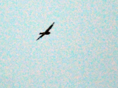 Great Birds 