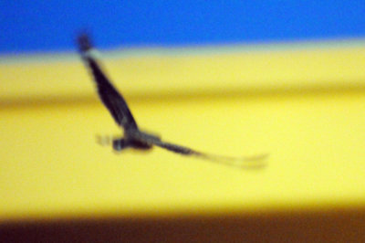 416lesser 012jrhighlesser.jpg