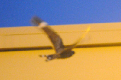 416lesser 014jrhighlesser.jpg