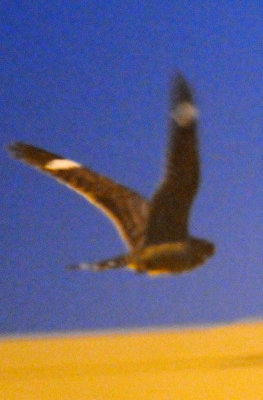 416lesser 015jrhighlesser.jpg