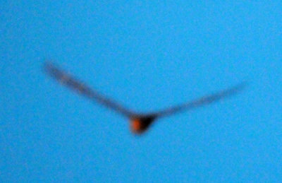 416lesser 030jrhighlesser.jpg